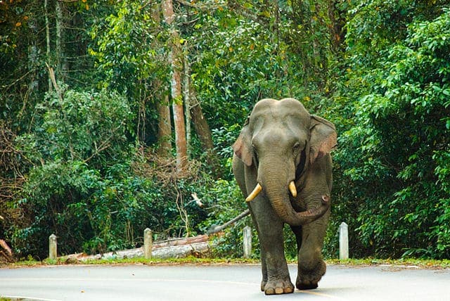 Où voyager en Thaïlande, que voir, que visiter ? 18 élephant d'Asie de Khao Yai